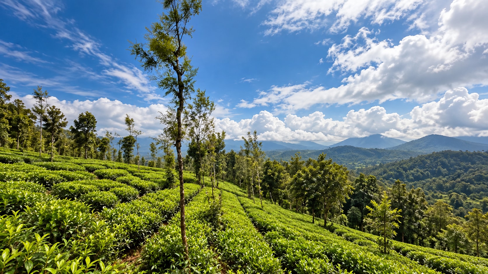 Nature Soak Retreat Cottage at Mihra Mist Resort in Wayanad