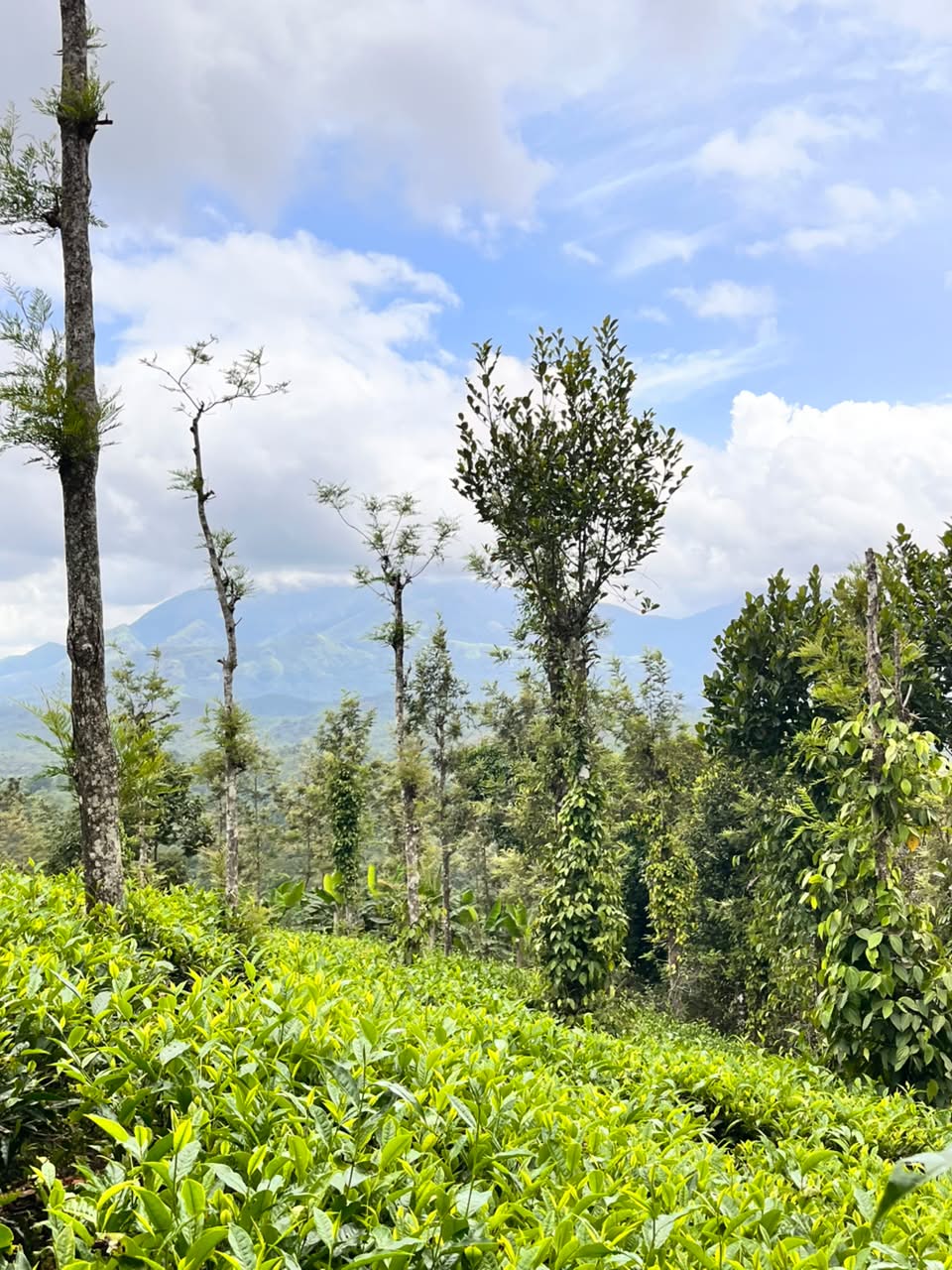 Tea Estate Cottage photograph 10